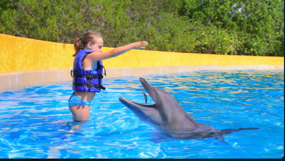 SeaWorld San Diego Tickets Online Best Deals 2025 dolphin kids2