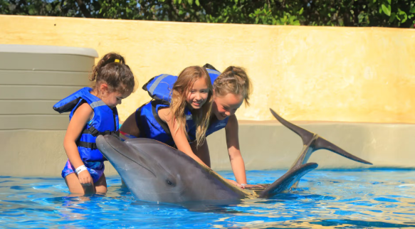 SeaWorld San Diego Tickets Online Best Deals 2025 dolphin kids5