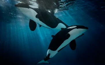 SeaWorld San Diego Tickets Online Best Deals 2025 shows, experiences and1 learning1